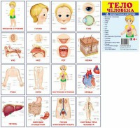 Раздаточные карточки "Тело человека" - fgospostavki.ru - Тула