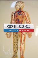 Модель барельефная "Кровеносная система человека" - fgospostavki.ru - Тула