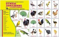 Демонстрационные карточки "Птицы домашние и декоративные" - fgospostavki.ru - Тула