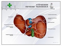 Стенд "Строение печени человека" - fgospostavki.ru - Тула