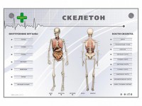 Электрифицированный стенд-тренажер "Скелетон" - fgospostavki.ru - Тула