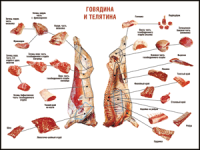 Таблица "Правила разделки мясных туш. Говядина и телятина" (100х140 сантиметров, винил) - fgospostavki.ru - Тула