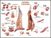 Таблица "Правила разделки мясных туш. Баранина и ягнятина" (100х140 сантиметров, винил) - fgospostavki.ru - Тула