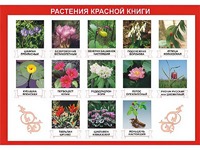Таблица демонстрационная "Растения Красной книги" (винил 100*140) - fgospostavki.ru - Тула