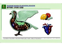 Рельефная таблица "Внутреннее строение голубя" (формат А1, матовое ламинирование) - fgospostavki.ru - Тула