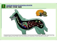 Рельефная таблица "Внутреннее строение собаки" (формат А1, матовое ламинирование) - fgospostavki.ru - Тула