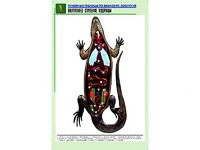 Рельефная таблица "Внутреннее строение ящерицы" (формат А1, матовое ламинирование) - fgospostavki.ru - Тула