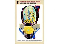 Рельефная таблица "Долька печени. Макро-микростроение" (формат А1, матовое ламинирование) - fgospostavki.ru - Тула