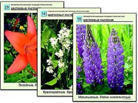 Гербарий фотографический "Основные группы растений" - fgospostavki.ru - Тула