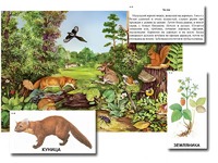 Магнитный плакат-аппликация "Лес: биоразнообразие и взаимосвязи в сообществе" - fgospostavki.ru - Тула