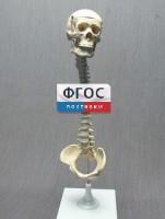 Модель "Позвоночник с черепом и тазом" - fgospostavki.ru - Тула