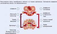Интерактивные курсы. Биология 9 класс. Расширенный. - fgospostavki.ru - Тула