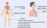 Интерактивные курсы. Биология 9 класс. Базовый. - fgospostavki.ru - Тула