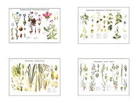 Плакаты ПРОФТЕХ "Систематика растений" (4 пл, винил, 70х100) - fgospostavki.ru - Тула