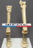 Скелет конечности лошади (передняя и задняя) на подставке - fgospostavki.ru - Тула