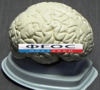 Модель "Мозг в разрезе" (белый) - fgospostavki.ru - Тула