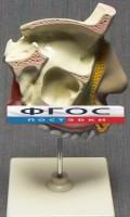 Модель "Разрез носоглотки" - fgospostavki.ru - Тула