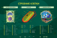 Электрифицированный стенд "Строение клетки" с маркерными полями - fgospostavki.ru - Тула