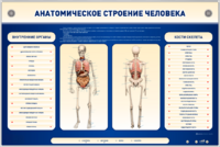 Электрифицированный стенд-тренажер c макетом скелета "Анатомическое строение человека" - fgospostavki.ru - Тула