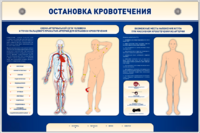 Электрифицированный стенд-тренажер "Остановка кровотечения" - fgospostavki.ru - Тула