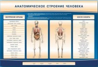 Электрифицированный стенд-тренажер c макетом скелета "Анатомическое строение человека" - fgospostavki.ru - Тула