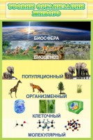 Стенд "Уровни организации живого" - fgospostavki.ru - Тула