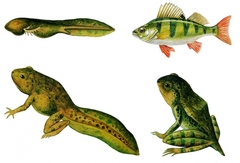 Модель-аппликация Цикл развития костной рыбы и лягушки - fgospostavki.ru - Тула