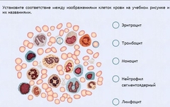 Интерактивные курсы. Биология 11 класс. Расширенный. - fgospostavki.ru - Тула