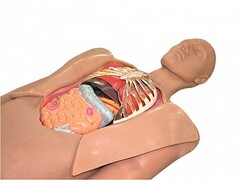 Муляж оперируемого пациента с экскурсией в грудную клетку и маской наркоза - fgospostavki.ru - Тула