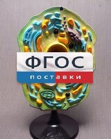 Модель "Клетка растения" - fgospostavki.ru - Тула
