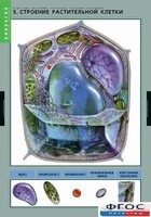 Комплект таблиц. Биология. Вещества растений. Клеточное строение. - fgospostavki.ru - Тула