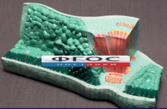 Модель "Структура листа" - fgospostavki.ru - Тула