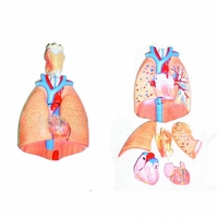 Модель "Система органов дыхания" - fgospostavki.ru - Тула