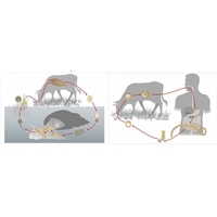 Модель-аппликация Цикл развития бычьего цепня и печеночного сосальщика - fgospostavki.ru - Тула