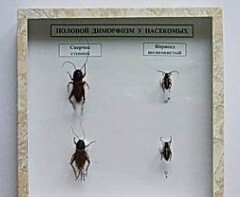 Коллекция энтомологическая "Половой диморфизм" - fgospostavki.ru - Тула
