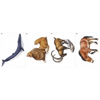 Модель-аппликация Многообразие хордовых. Млекопитающие - fgospostavki.ru - Тула