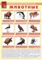 Комплект плакатов "Красная Книга России (животные, растения)" - fgospostavki.ru - Тула