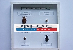 Коллекция "Семейство жуков" - fgospostavki.ru - Тула