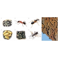 Модель-аппликация Муравьи. Устройство муравейника - fgospostavki.ru - Тула