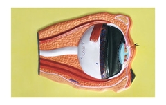 Модель барельефная "Строение глаза" - fgospostavki.ru - Тула