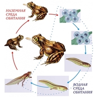 Модель-аппликация Цикл развития лягушки - fgospostavki.ru - Тула