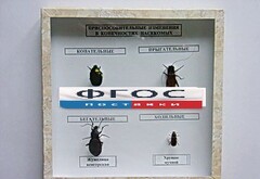 Коллекция энтомологическая "Приспособительные изменения в конечностях насекомых" - fgospostavki.ru - Тула