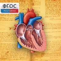 Анатомия (Цифровой атлас школьника) - fgospostavki.ru - Тула
