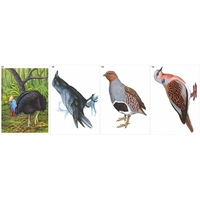 Модель-аппликация Многообразие хордовых. Птицы  - fgospostavki.ru - Тула