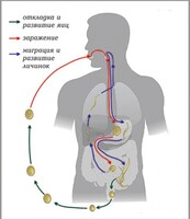 Модель-аппликация Цикл развития аскариды - fgospostavki.ru - Тула