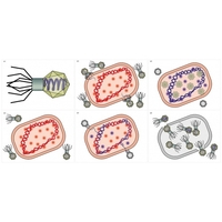 Модель-аппликация Жизненный цикл вируса	 - fgospostavki.ru - Тула
