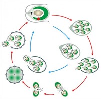 Модель-аппликация Размножение одноклеточной водоросли - fgospostavki.ru - Тула