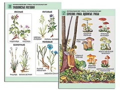 Комплект таблиц "Окружающий мир. Грибы. Растительный мир" (12 таблиц, А1, ламинированные) - fgospostavki.ru - Тула