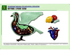 Рельефная таблица "Внутреннее строение голубя" (формат А1, матовое ламинирование) - fgospostavki.ru - Тула
