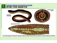 Рельефная таблица "Внутреннее строение дождевого червя" (формат А1, матовое ламинирование) - fgospostavki.ru - Тула